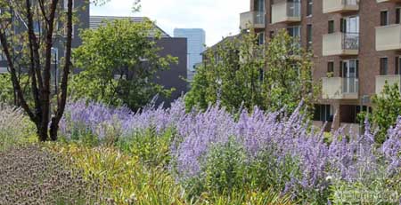 英國(guó)St Andrews住宅花園